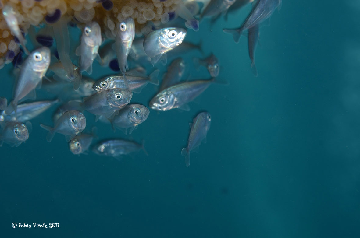 Simbionti (Seriola cf. fasciata e Trachurus sp.)